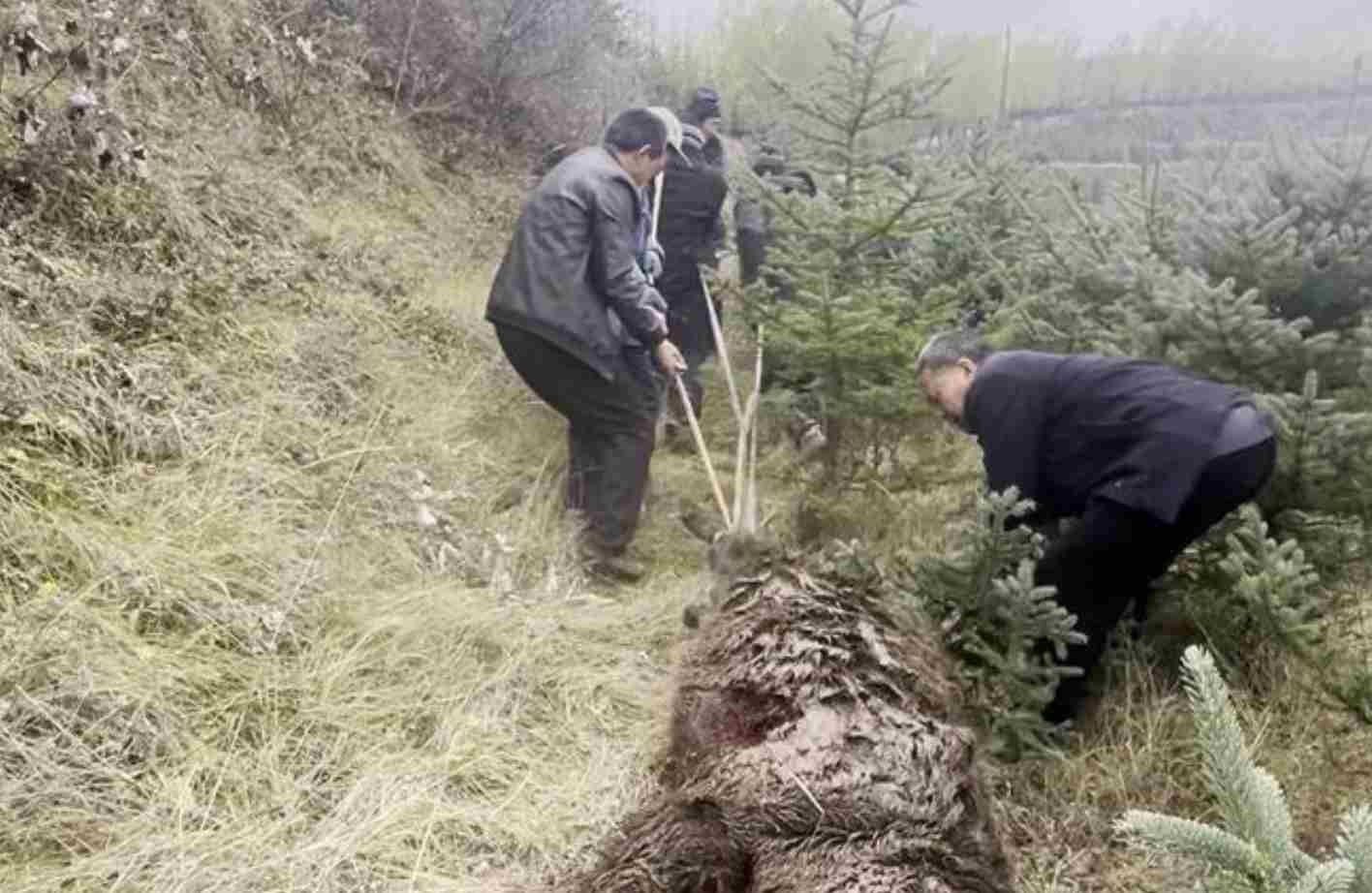 12条猎犬围捕400斤大野猪时4条不幸牺牲 损失3万余元