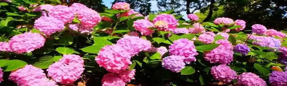 西安5个绣球属植物新品种跻身“国家名录”