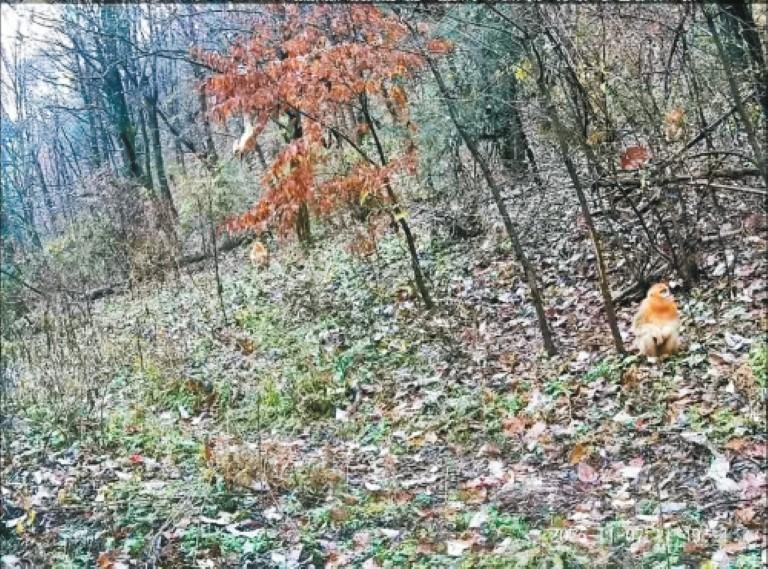 金丝猴“戏”秦岭 红外相机意外捕捉到生动一幕