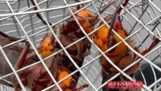 央视曝光：“杀人蜂”遭滥养 有人赚得盆满钵满