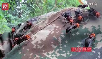 “杀人蜂”遭滥养 有人赚得盆满钵满