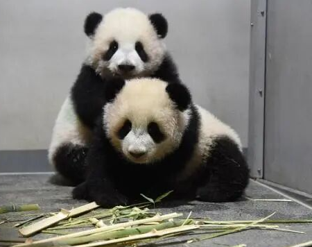 日本 马上要没有大熊猫了！