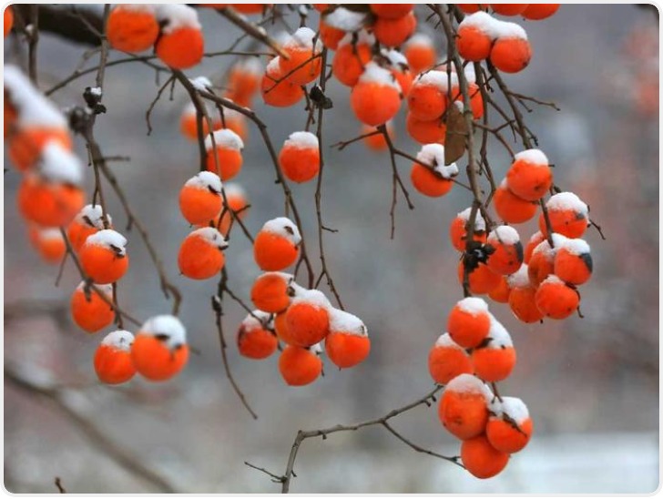 红柿映山路 接驳暖旅途——彬州东站“陕亮星”服务助力乡村振兴与文旅融合