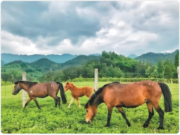 秦岭“活化石”宁强马列入国家级保护名录 种群数量已达280匹