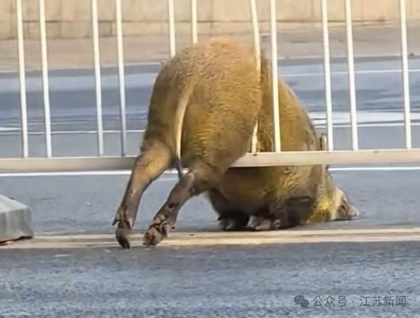 南京一头野猪横穿马路被卡护栏 脱困后已放归紫金山