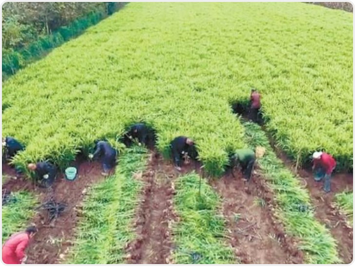 西安鄠邑区化羊村生姜迎丰收  “金疙瘩”铺就乡村致富路