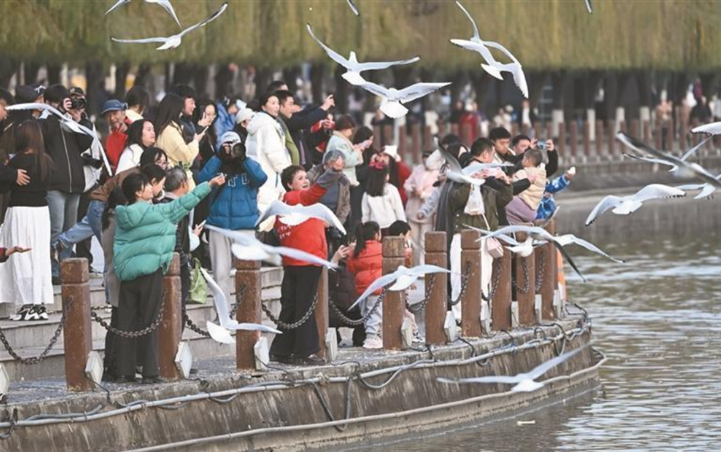 “西伯利亚朋友” 又来啦！红嘴鸥连续18年来汉中越冬