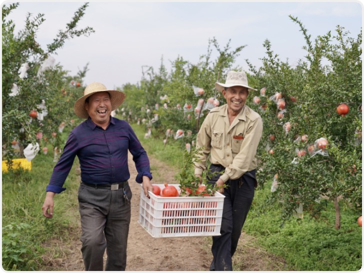 临潼石榴出口越南 让更多人品尝到“西安风味”