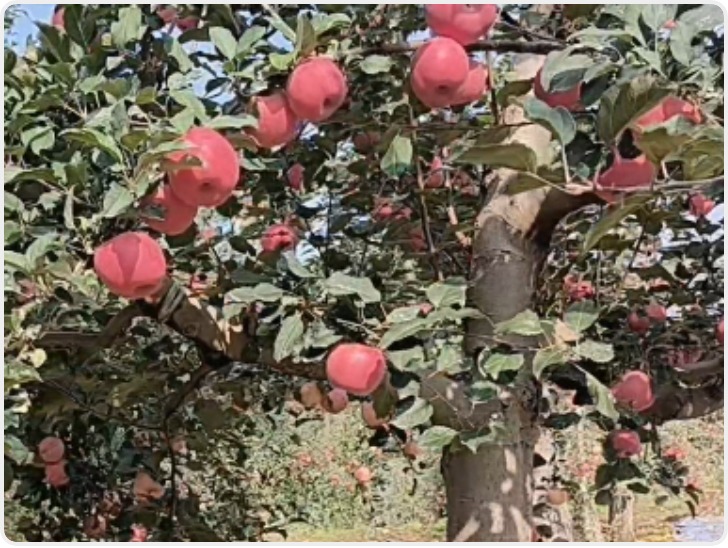 发现最美铁路·西延时光印记|打卡“中国苹果第一村”