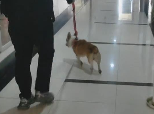 南昌京东镇执法队一女队员在办公区牵狗 镇政府：已处理