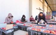 “秦脆”领跑旬邑苹果产业升级路