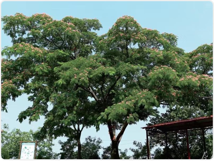 富平：守护千年绿意 留存乡愁记忆