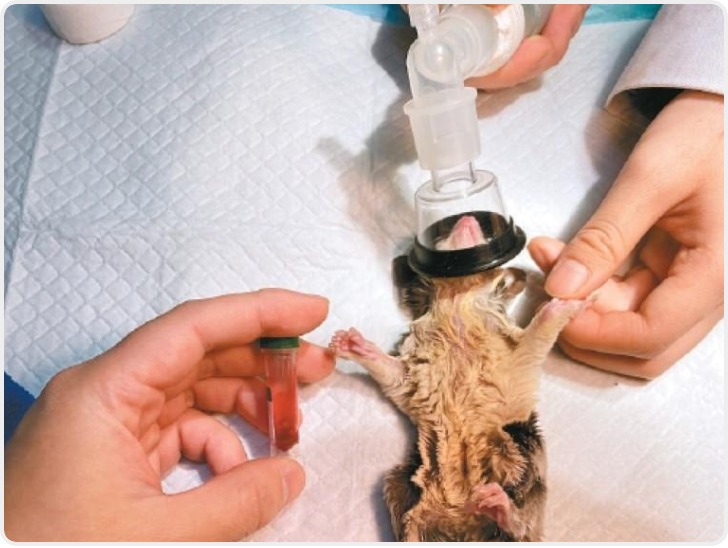 给仓鼠做手术给蛇做B超 探秘异宠医生的“小众诊疗”