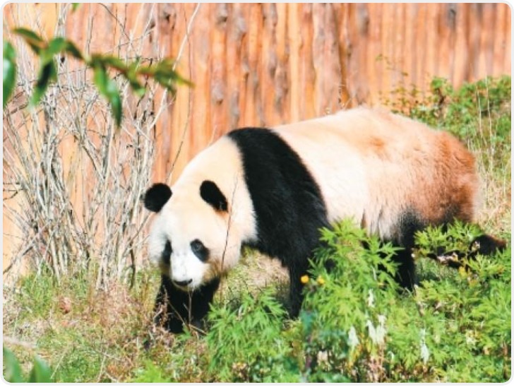 秦岭深处邂逅野生大熊猫