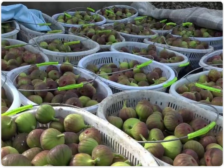 鄠邑区五竹街道激活产业动能 共绘振兴图景