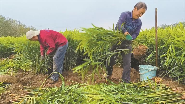 “土疙瘩”变“致富宝”