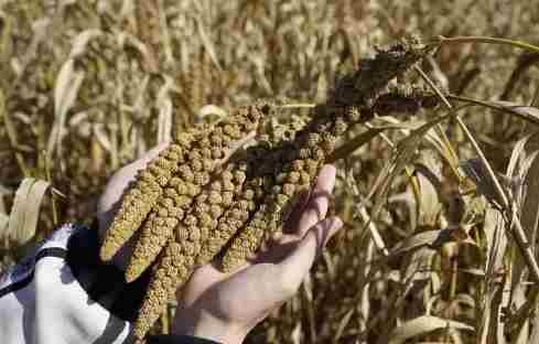 陕西秋收秋播全面完成 累计收获秋粮2980.45万亩