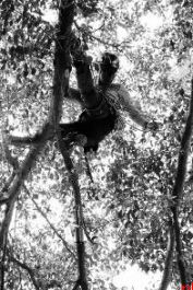 白天敲键盘，周末爬大树 长沙“80后”上班族爬树成了全国冠军