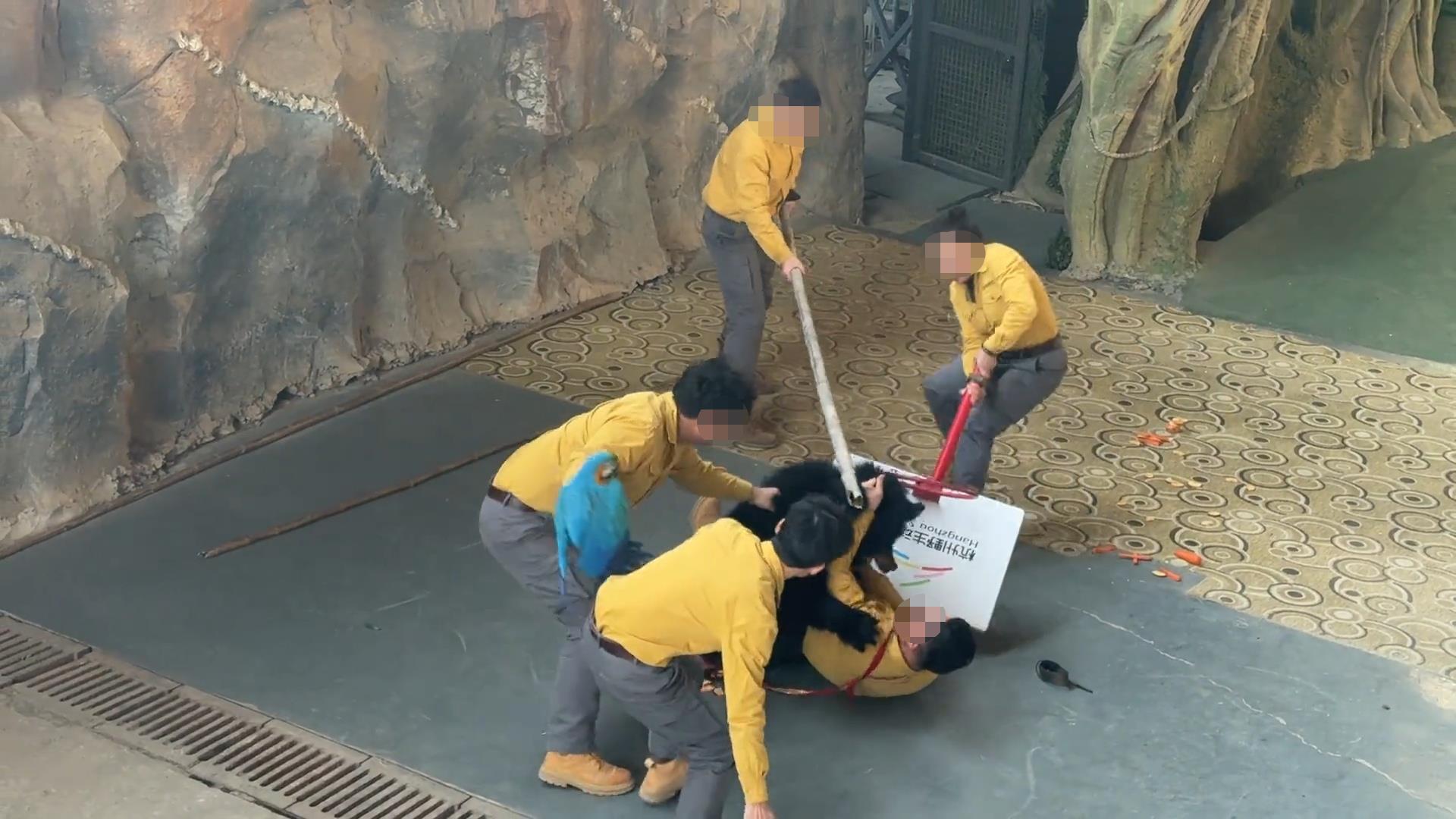 杭州一动物园黑熊突然袭击饲养员 当地：无人员伤亡