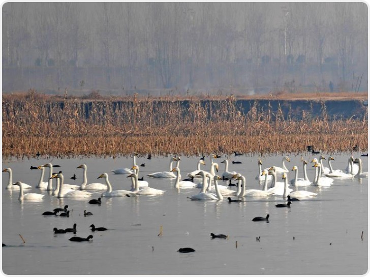 市民自驾打卡“天鹅湿地”
