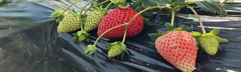 神木：冬日大棚暖洋洋