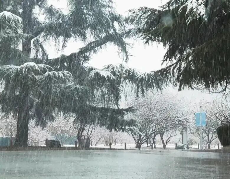 大风降温雨雪、局地暴雪!陕西最新预报