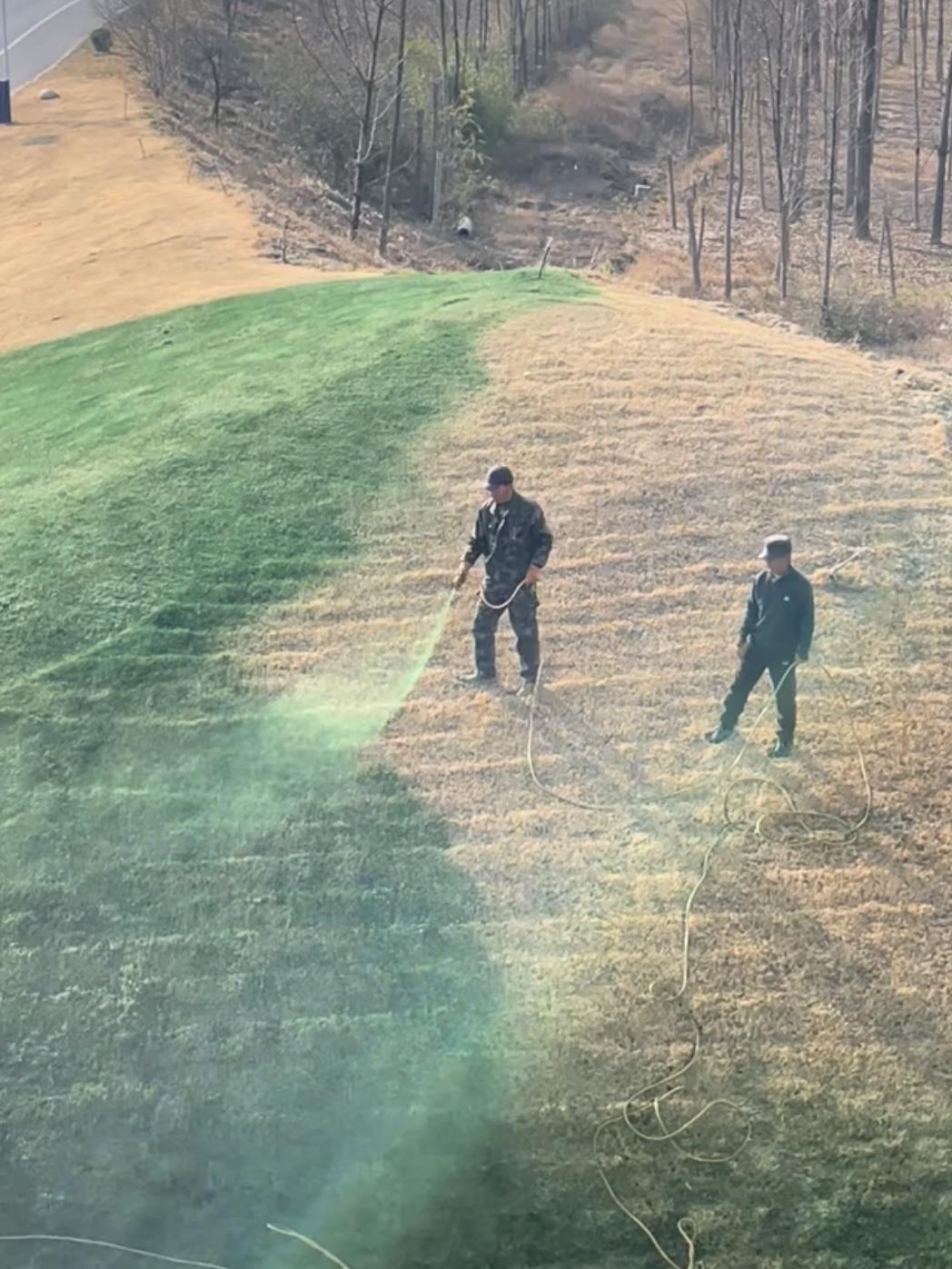 陕西兴平回应“草地喷绿色液体”：不是绿漆 是营养液