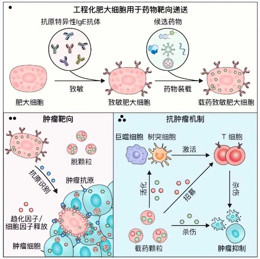中国科学家发现抗癌“新利器”！