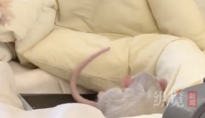 宠物鼠被带上高铁引热议 12306：不允许随身携带宠物上车