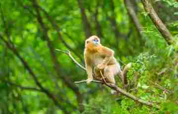 秦岭川金丝猴种群稳定增长 从1200余只增长到2000只左右
