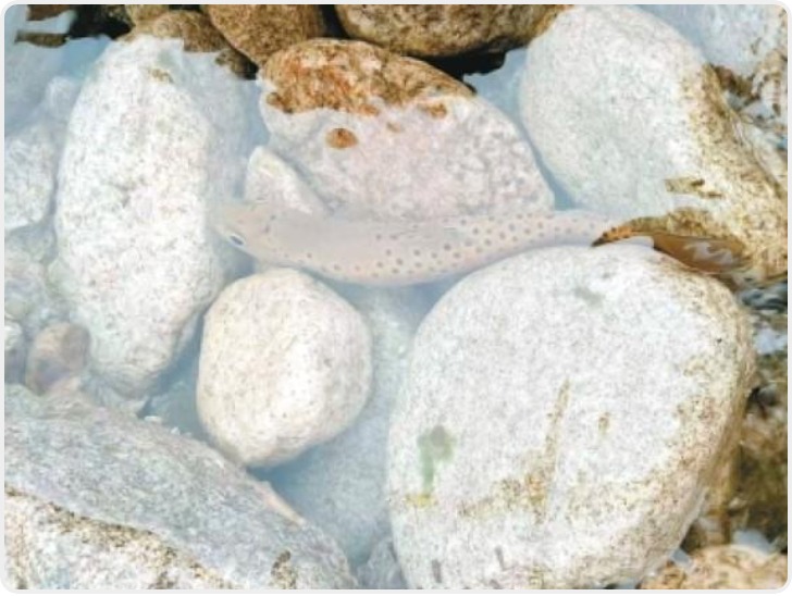 生活在山溪里的“大海遗子” 解码“水中活化石”秦岭细鳞鲑