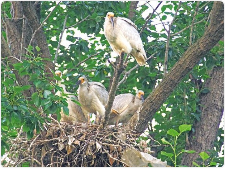 罕见！一对朱鹮“夫妇”养育“四胞胎”