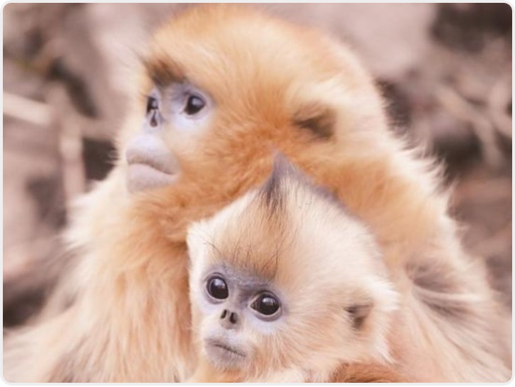 “猴丁兴旺”！秦岭川金丝猴种群稳定增长