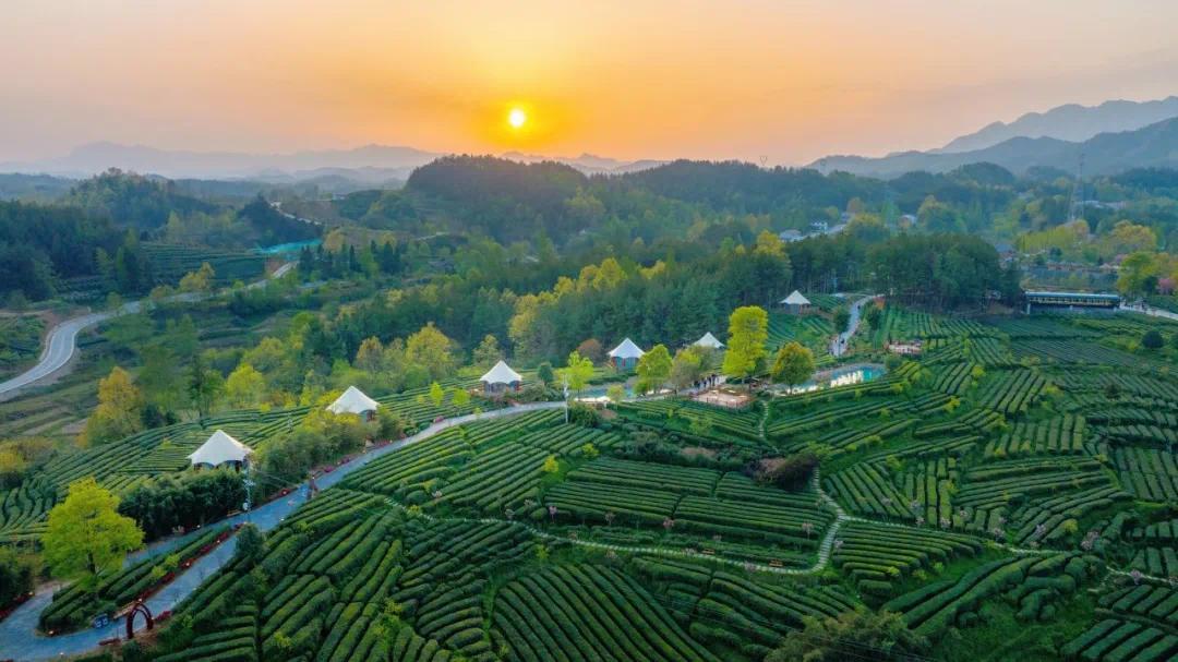 “一片叶子”卷动18.5亿元!茶山民宿一房难求