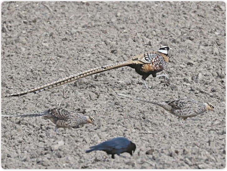 我国特有珍稀鸟类白冠长尾雉现身汉中