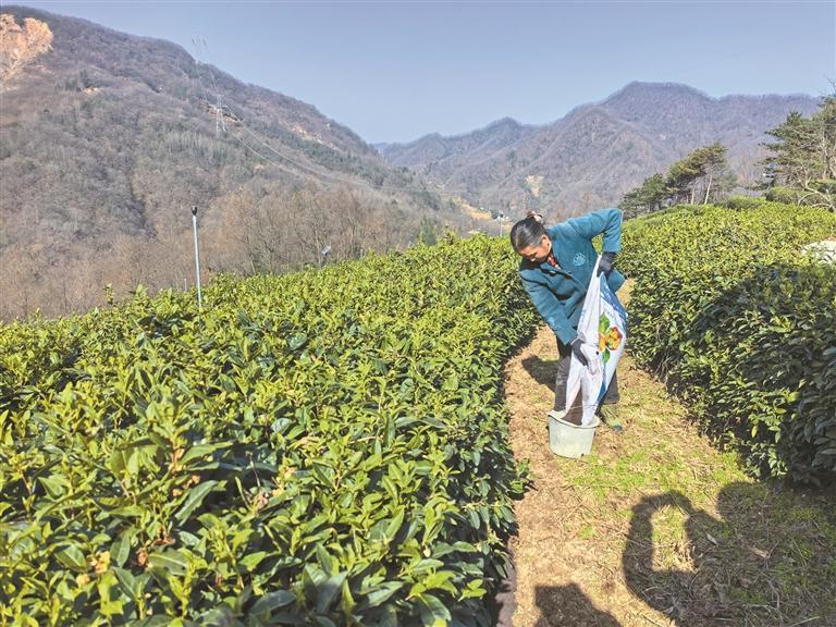 为乡村振兴开出绿色“致富方”