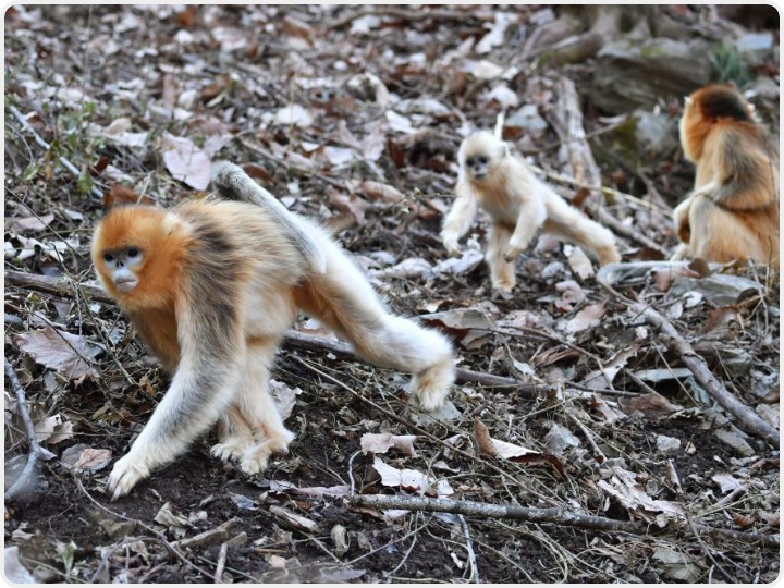 陕西周至：金丝猴的秦岭“乐园”