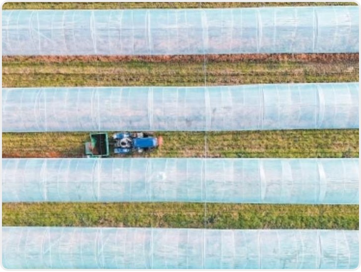 冬日石榴管护忙