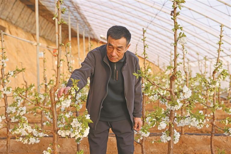 靖边县：农户“慧种田” 樱桃花正艳