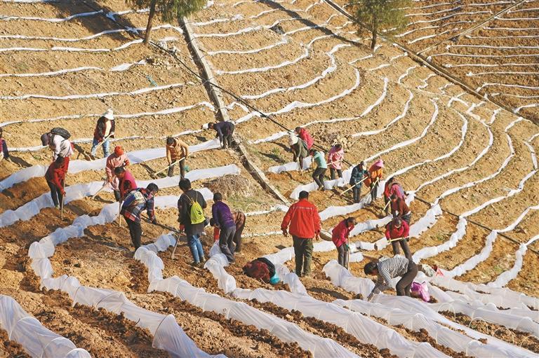 茶山盖“薄被” 田野泛新绿