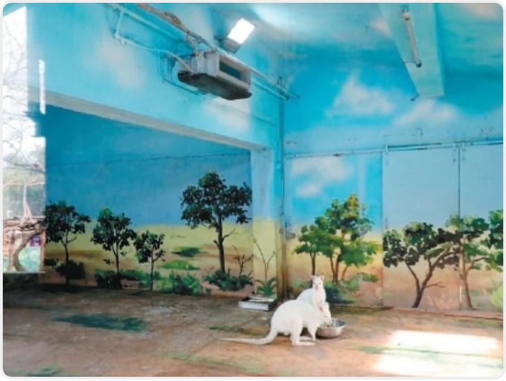 地暖、暖风机、恒温泳池——动物园“萌宝”们这样温暖过冬