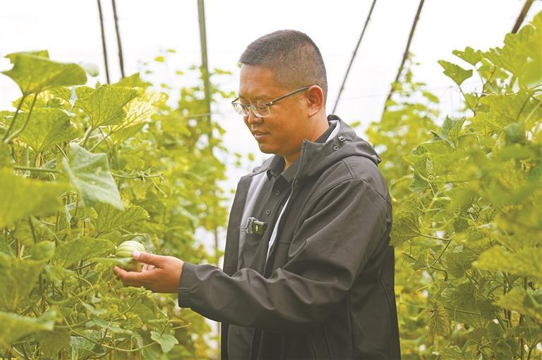吴起县：香瓜长势旺 增收有希望