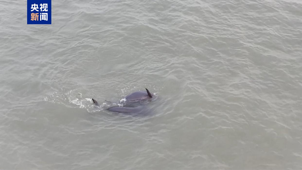 长江江豚惊喜现身 摄影爱好者拍下珍贵画面