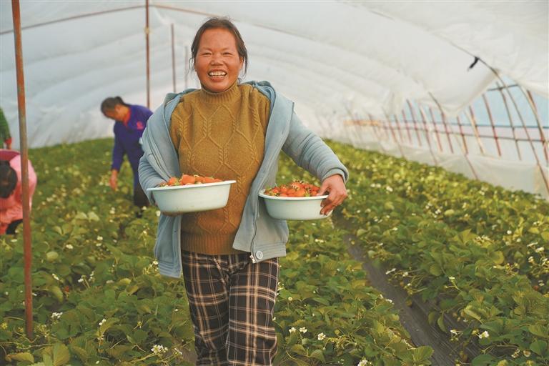 番茄育苗忙 薯菜轮茬种