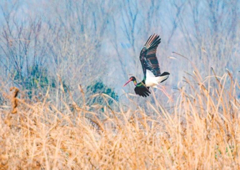 秦岭脚下稻田发出生态“邀约”　黑鹳越冬迁徙连年组团“赴约”