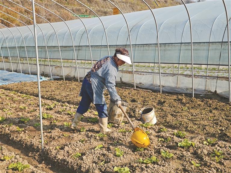 平利县：稻田种水草 大棚果蔬甜