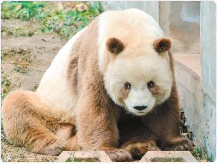 不是“特工”也不是“萌宠”  揭秘“七仔”的真实日常