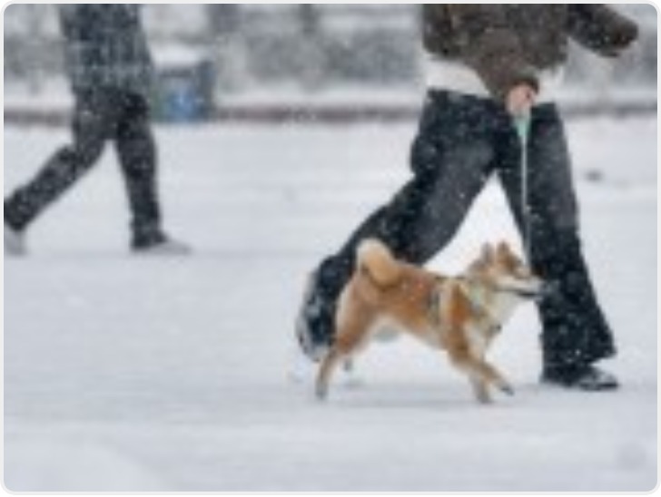 违法养犬处罚力度加码：明年起 遛狗不拴绳伤人最高拘10日