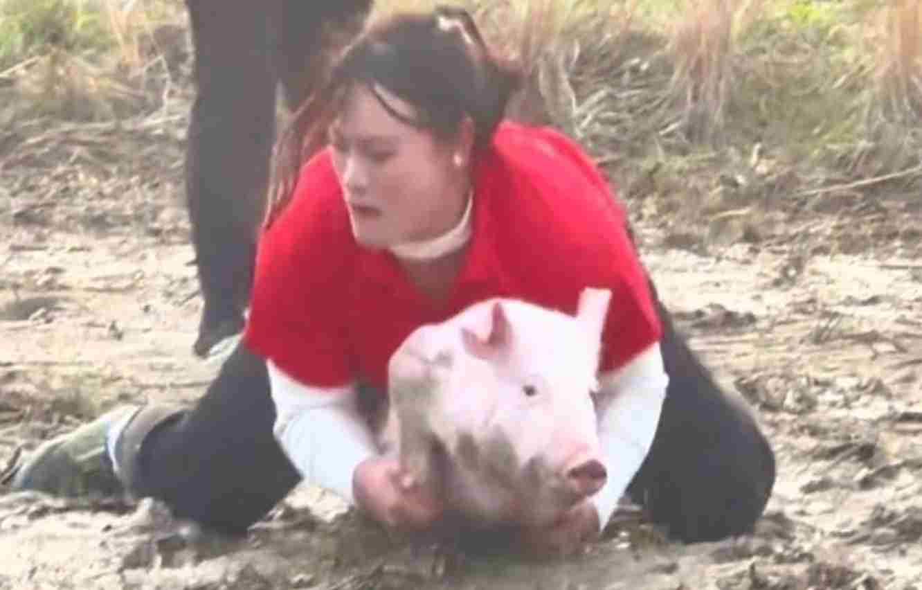 贵州女子参加抓猪比赛：一年抓22头猪带回家 最重的一头146斤