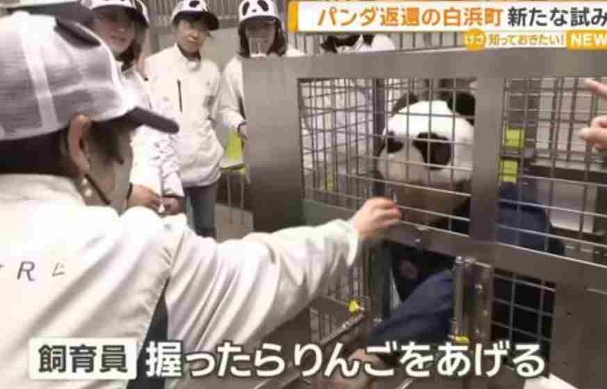 旅日大熊猫回国后 日本动物园“神操作”：由人扮演大熊猫供游客体验互动